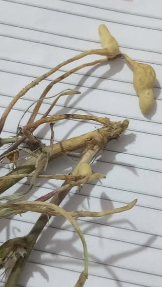 فول سوداني في مرحله رمي القرون مجموع خضري ضعيف
